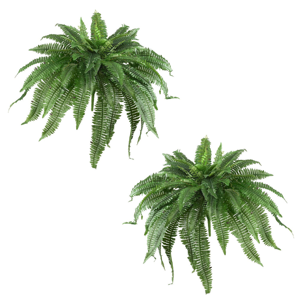 48-Inch Boston Fern Plant Set