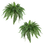 48-Inch Boston Fern Plant Set