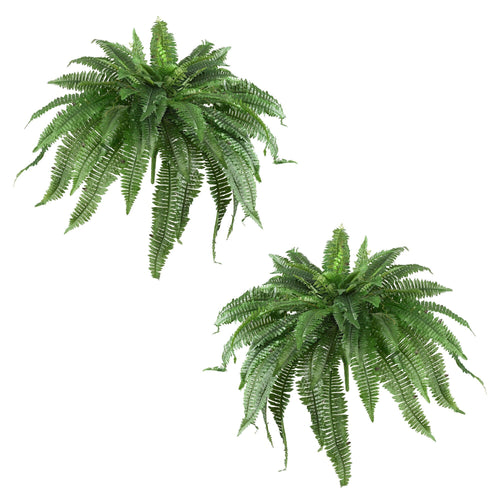 48-Inch Boston Fern Plant Set