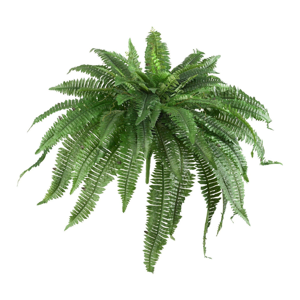 48-Inch Boston Fern Plant Set