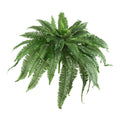 48-Inch Boston Fern Plant Set