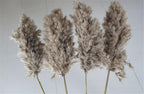 Natural Dried Pampas Grass Bouquet