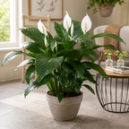 Peace Lily Houseplant