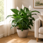 Peace Lily Houseplant
