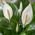 Peace Lily Houseplant