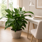 Peace Lily Houseplant