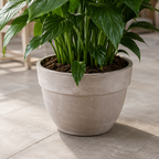 Peace Lily Houseplant